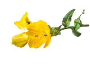 Aceite de primavera en Reduslim
