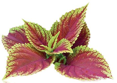 coleus forskolia como parte de Reduslim